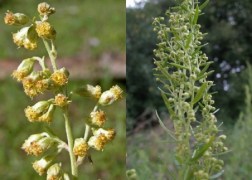 Artemisia dracunculus Tárkony1